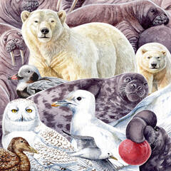 Animals of the North Pole