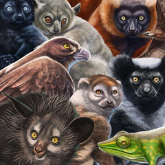Animals of Madagascar