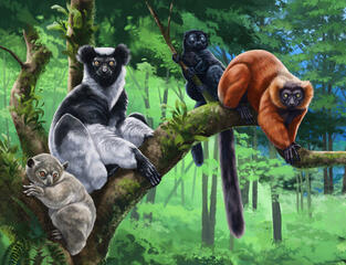 Madagascan Lemurs