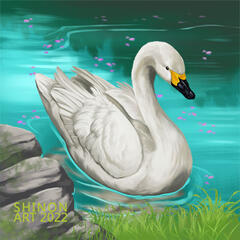 Tundra Swan