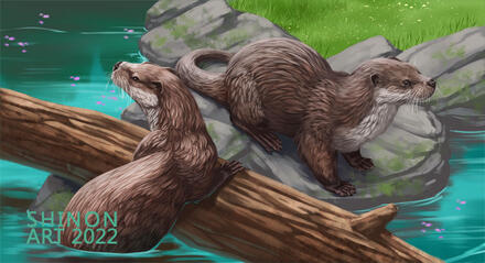 Eurasian Otter