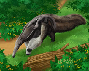 Giant anteater