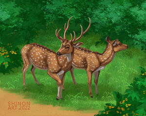 Axis deer