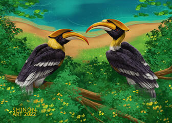 Great hornbill