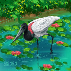 Jabiru
