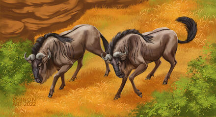 Blue wildebeest